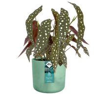 Elho Ocean Collection Pot