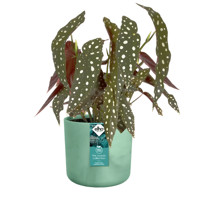 Elho Ocean Collection Pot 16cm / Pacific Green