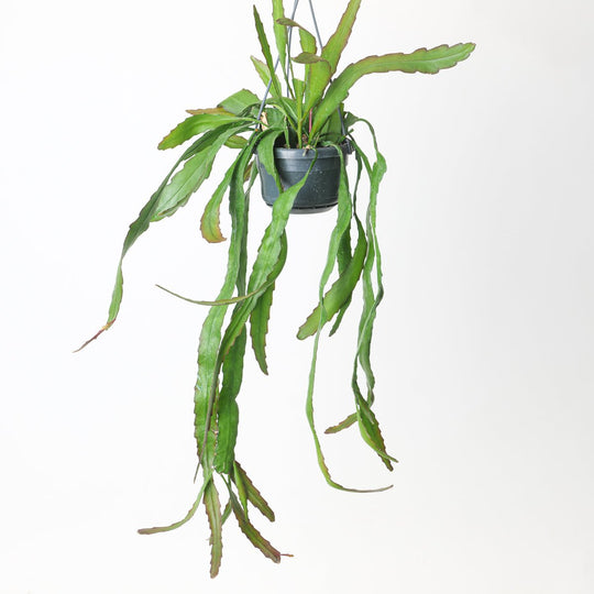Ephiphyllum Leon Herrick Plants GrowTropicals