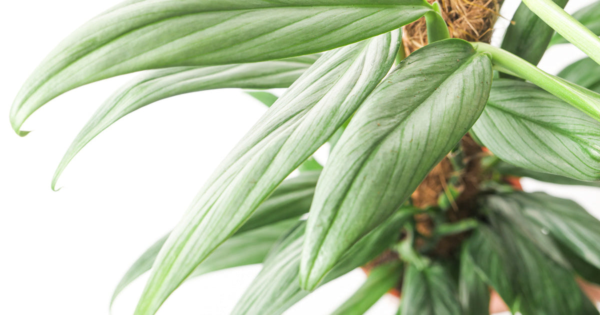 philodendron amplissimum silver Epipremnum amplissimum 'Silver Stripe'