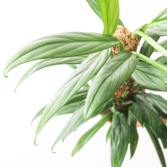 Epipremnum amplissimum 'Silver Stripe' 17cm (Pole) Plants GrowTropicals