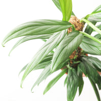 Epipremnum amplissimum 'Silver Stripe'