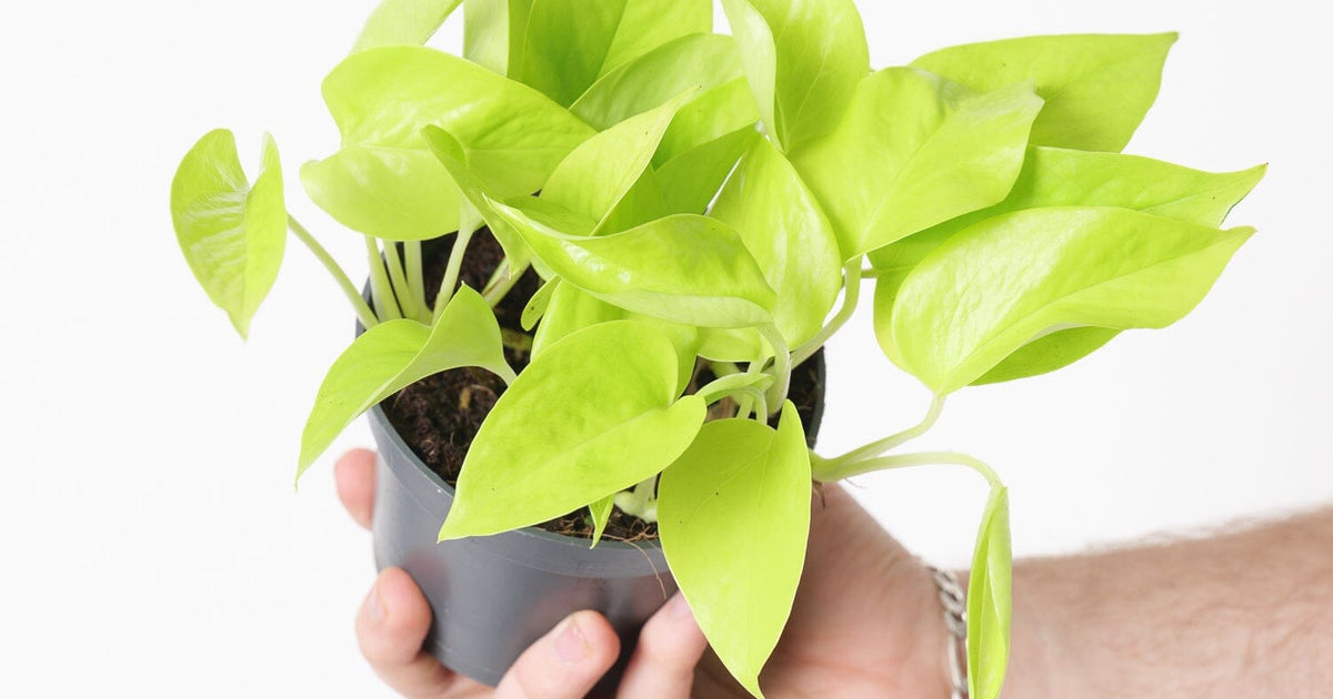 pothos cyprus Epipremnum Aureum 'Neon'