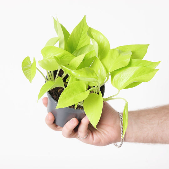 Epipremnum Aureum 'Neon' 12cm Plants GrowTropicals