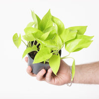 Epipremnum Aureum 'Neon'