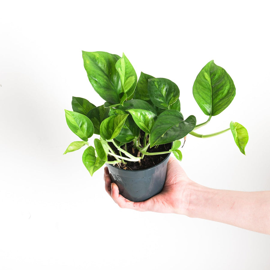 Epipremnum 'Global Green' | Global Green Pothos Plants GrowTropicals