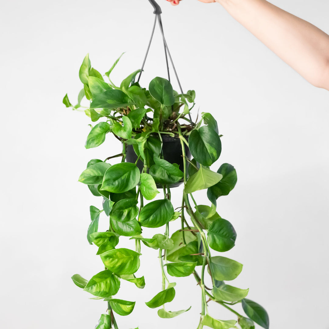 pothos global green for sale Epipremnum 'Global Green' | Plants