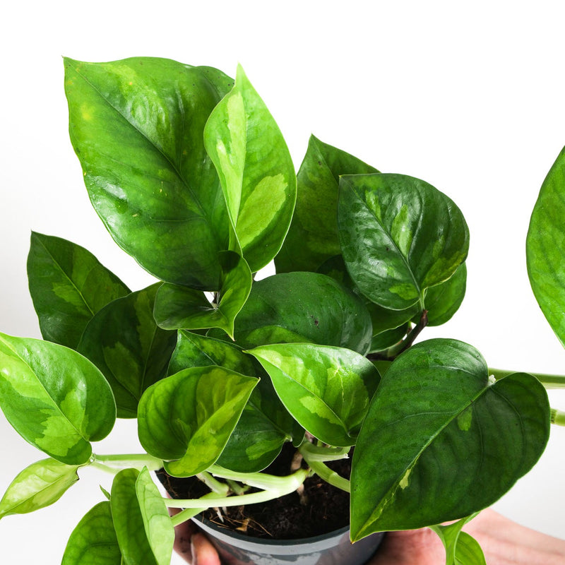 Epipremnum 'Global Green' Plants GrowTropicals