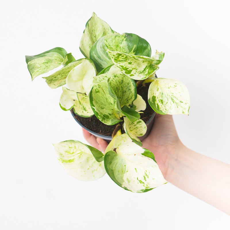 Epipremnum 'Happy Leaf' — 12cm