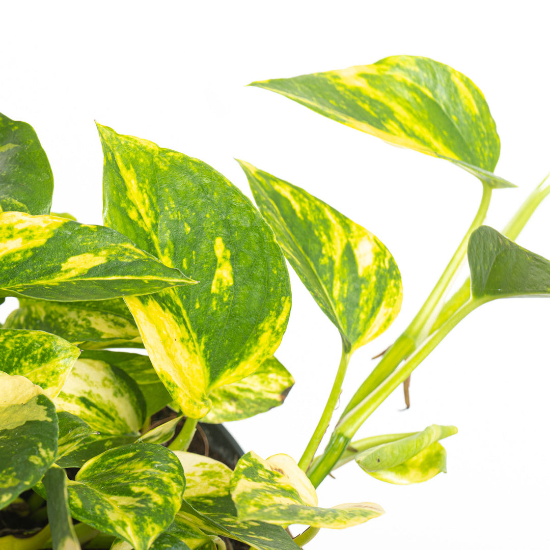 epipremnum pothos n'joy Epipremnum 'N'Joy Gold' | Plants