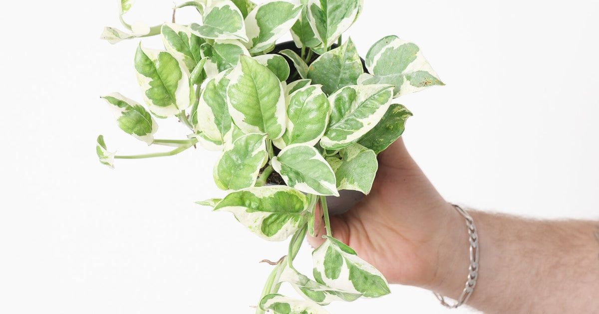 Epipremnum 'N'Joy' | Plants