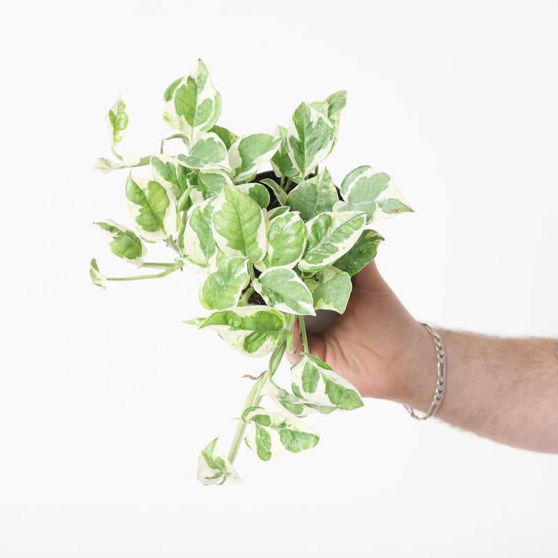 Epipremnum 'N'Joy' Plants GrowTropicals