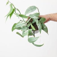 Epipremnum pinnatum 'Cebu Blue'