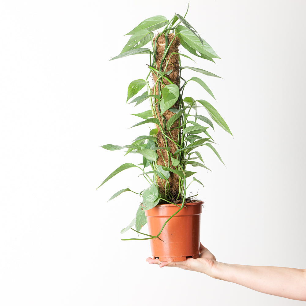 cebu blue pothos on moss pole Epipremnum pinnatum 'Cebu Blue' | Plants