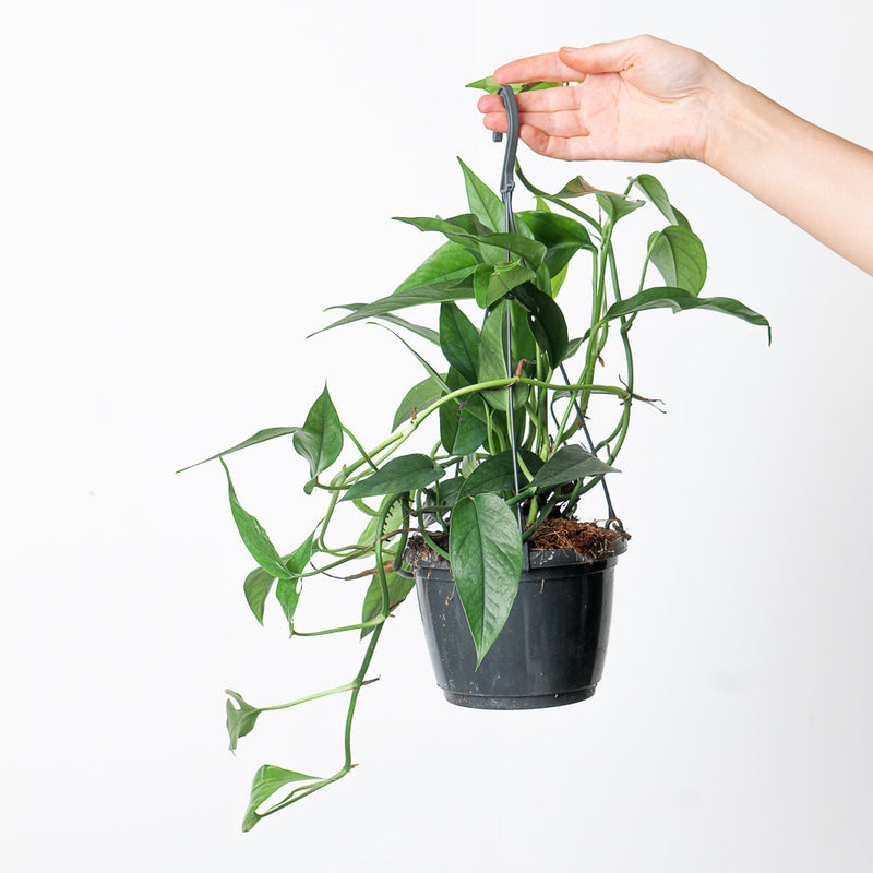 Epipremnum pinnatum 'Dark Blue Form' 15cm Hanging Plants GrowTropicals