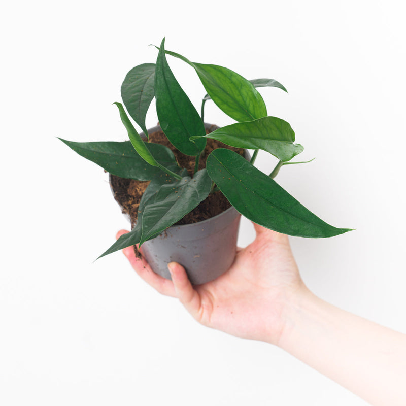 Epipremnum pinnatum 'Dark Blue Form' — 12cm