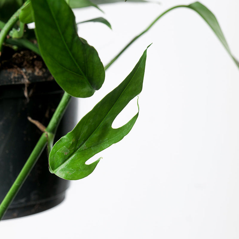 Epipremnum pinnatum 'Dark Blue Form' Plants GrowTropicals