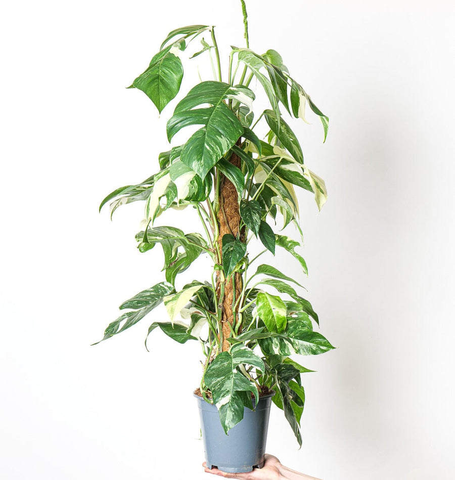 Epipremnum pinnatum variegated aureum XL Plants GrowTropicals