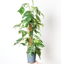 Epipremnum pinnatum ‘Aureum Variegated’ | Epipremnum Goldfinger