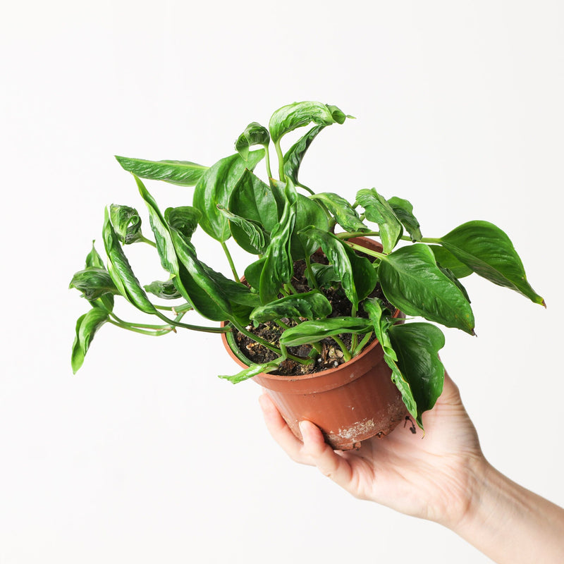 Epipremnum 'Shangri-la' Plants GrowTropicals