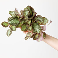 Episcia 'Harlequin'