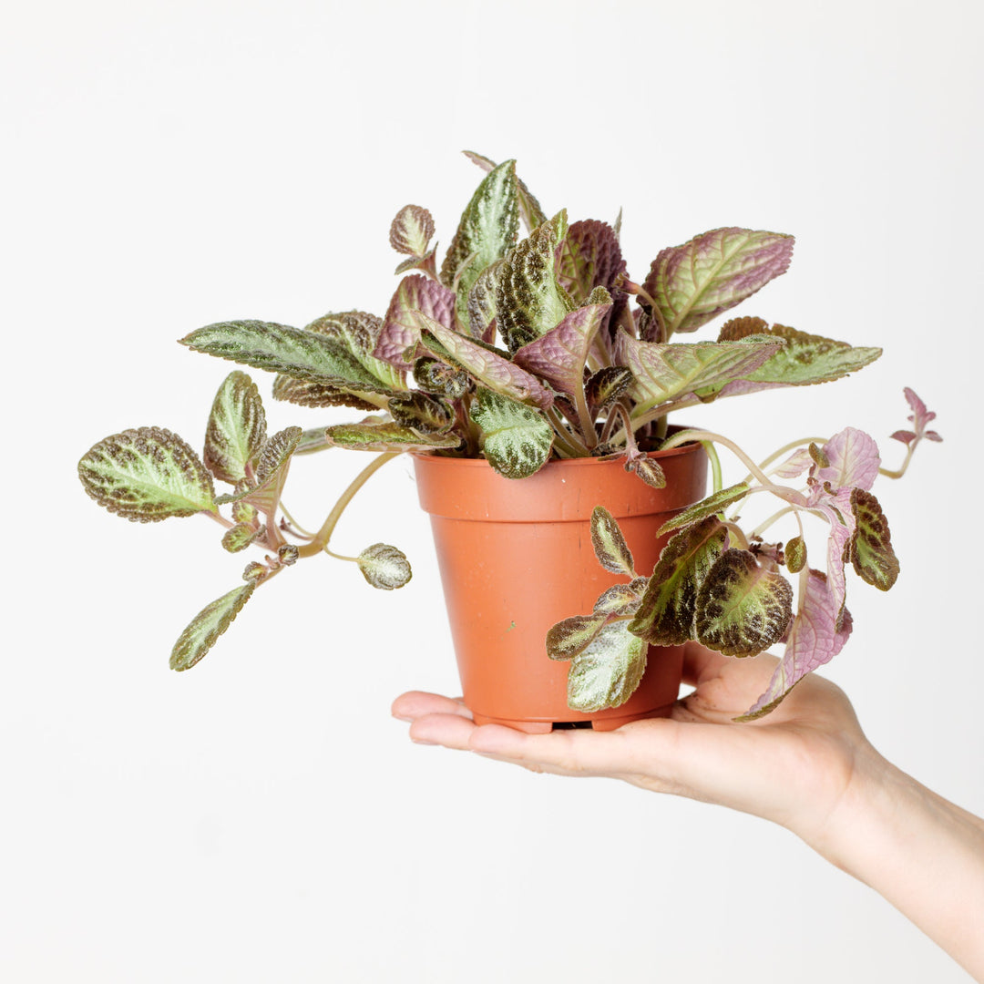 episcia plant indoor Episcia 'Harlequin' | Plants