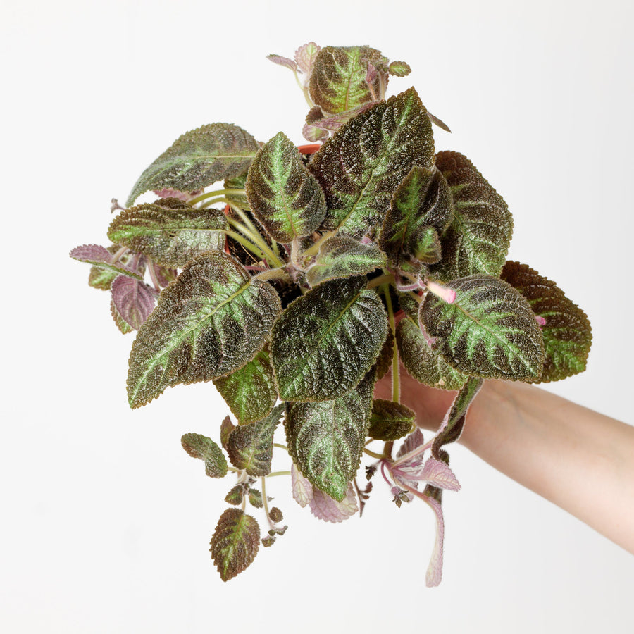 Episcia 'Pink Panther' Plants GrowTropicals