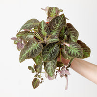 Episcia 'Pink Panther'