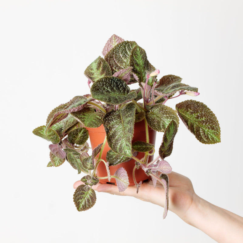 Episcia 'Pink Panther' — 12cm