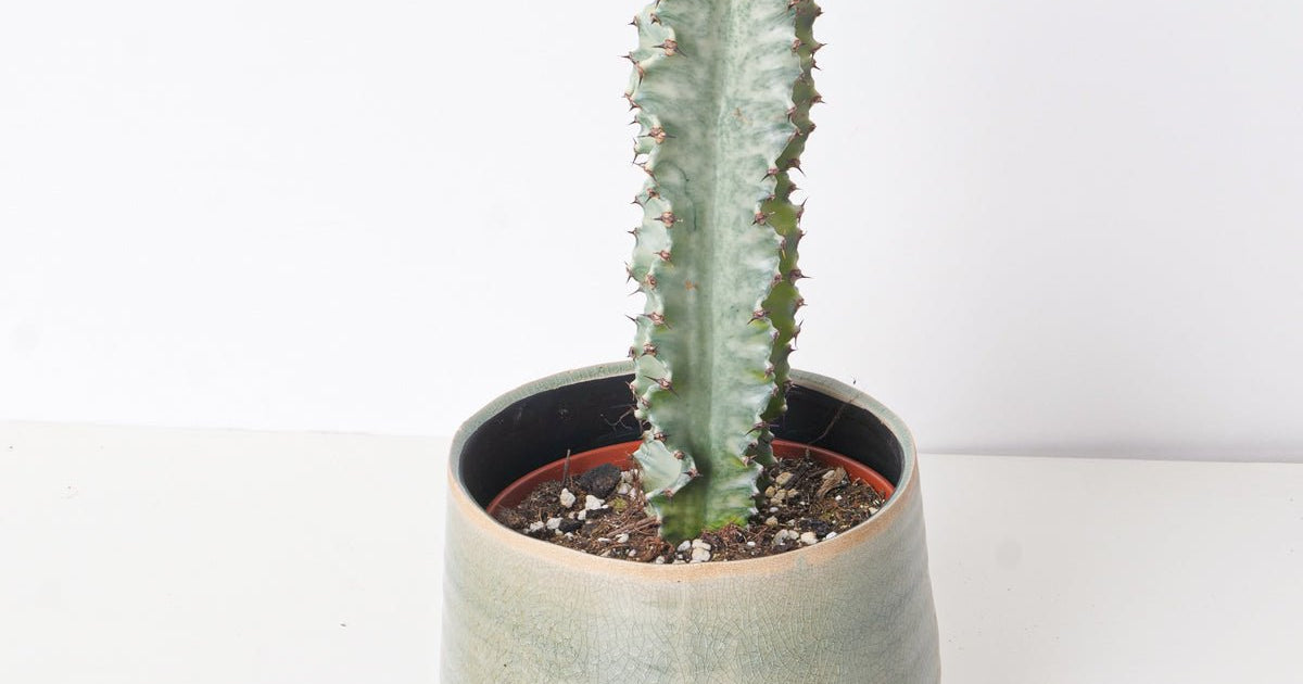 Euphorbia Abyssinica Variegated | Plants