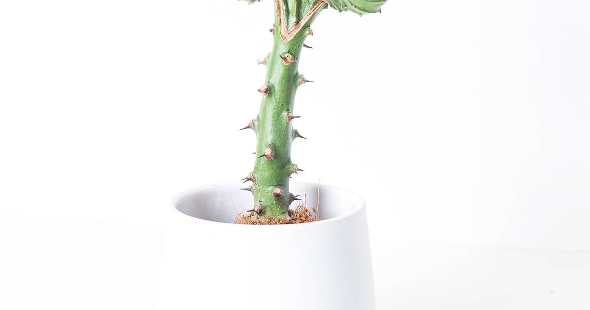 Euphorbia Cristata | Coral Cactus | Plants