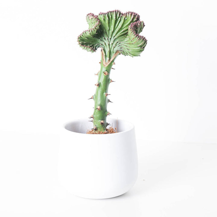 Euphorbia Cristata | Coral Cactus - GROW TROPICALS