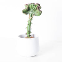 Euphorbia Cristata | Coral Cactus