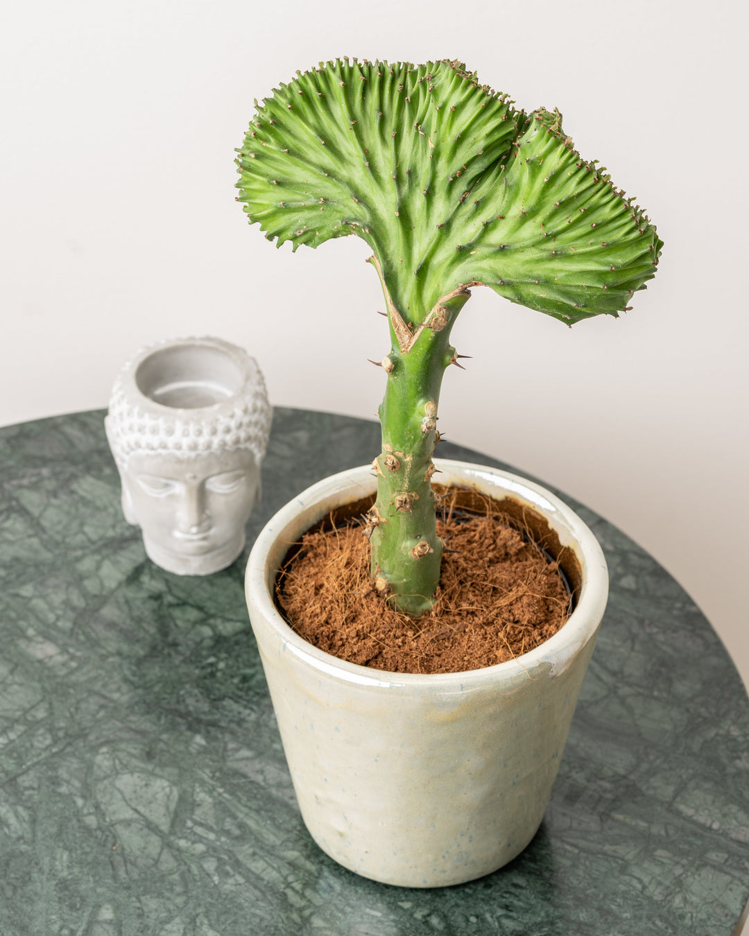 Euphorbia Cristata | Coral Cactus Green | 12cm Pot | Easy Care House Plant - House of Kojo