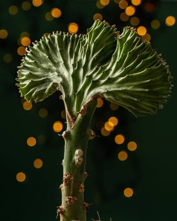 Euphorbia Cristata | Coral Cactus Green | 12cm Pot | Easy Care House Plant - House of Kojo