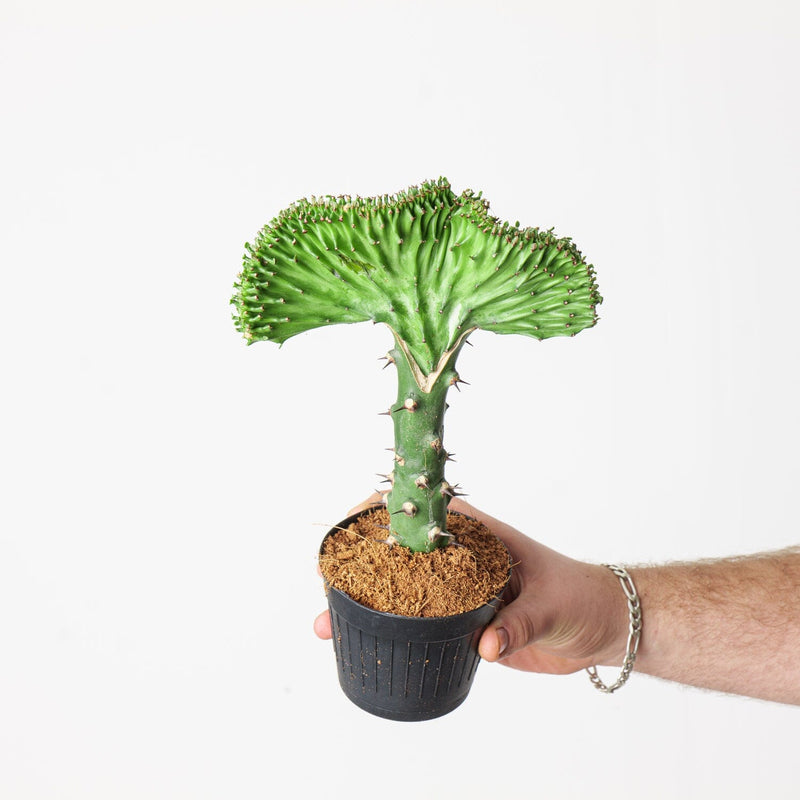 Euphorbia lactea 'Cristata' — 10.5cm / Green