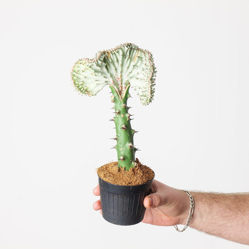 Euphorbia lactea 'Cristata' Plants GrowTropicals