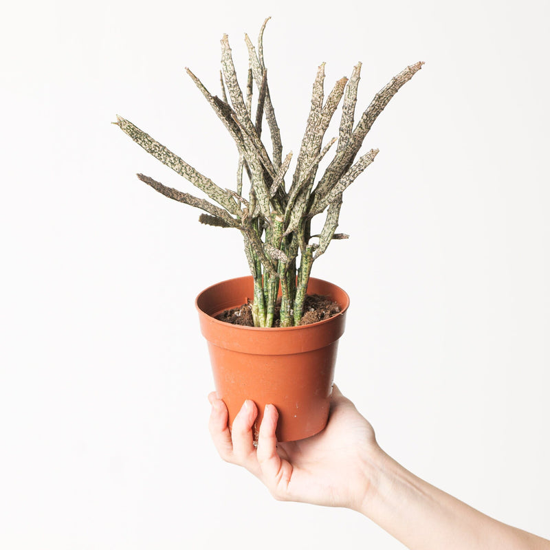 Euphorbia platyclada — 12cm