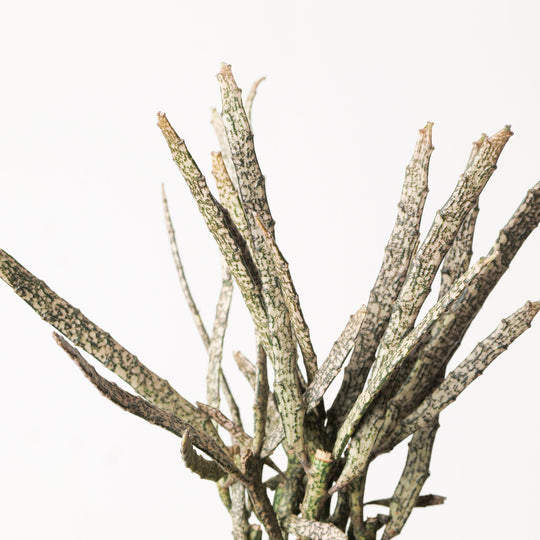 Euphorbia platyclada Plants GrowTropicals
