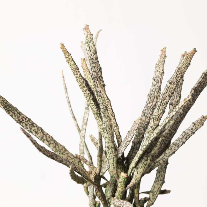 Euphorbia platyclada Plants GrowTropicals