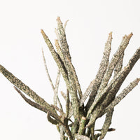 Euphorbia platyclada