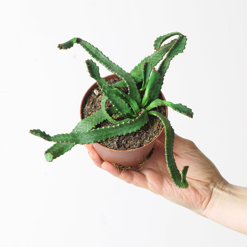 Euphorbia stellata 10.5cm Plants GrowTropicals