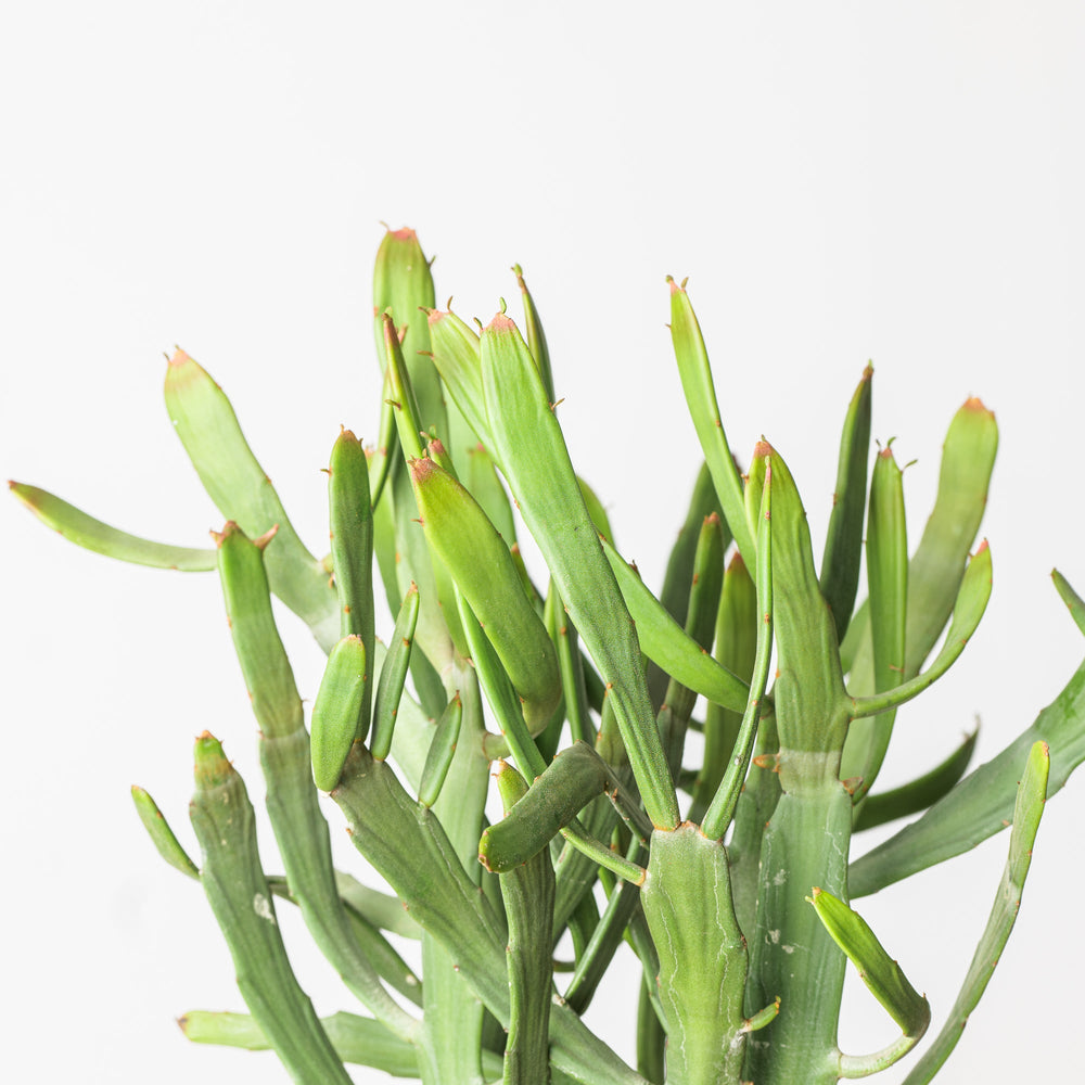 Euphorbia stenoclada - GROW TROPICALS