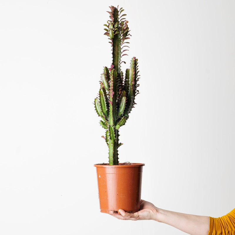 Euphorbia trigona 'Rubra' 17cm Plants GrowTropicals