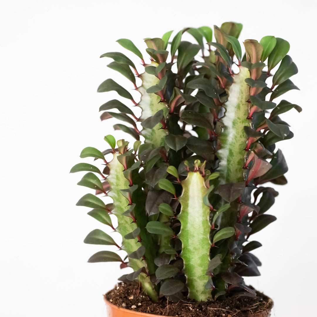 Euphorbia trigona 'Rubra' Plants GrowTropicals