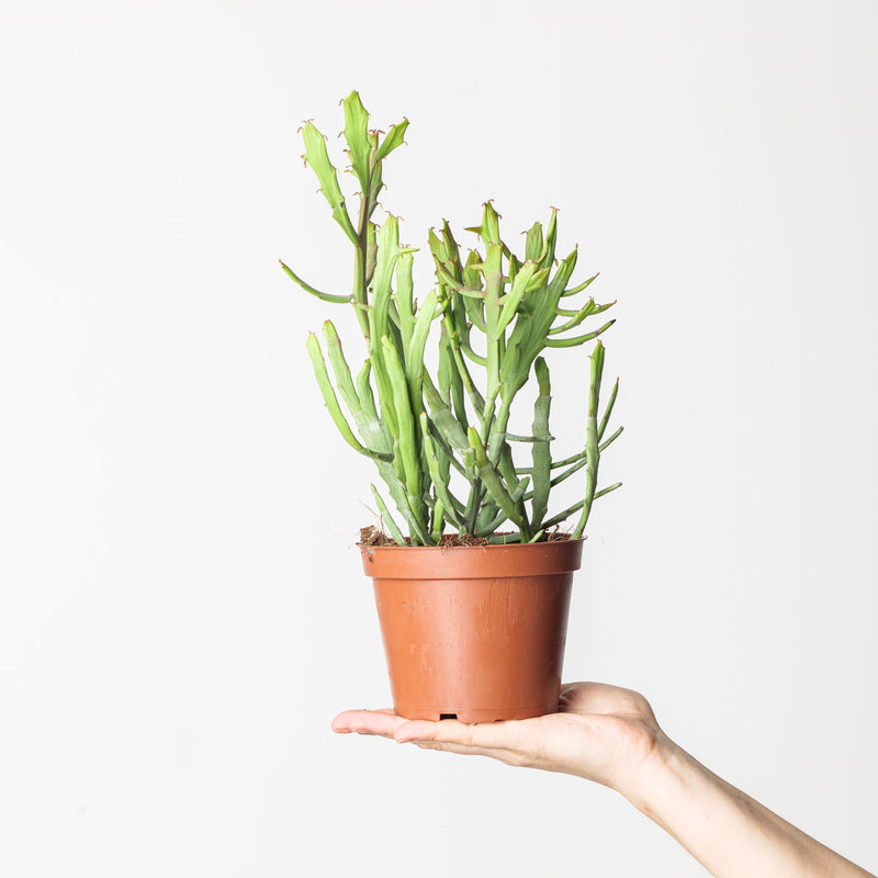 Euphorbia xylophylloides — 12cm