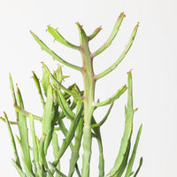 Euphorbia xylophylloides