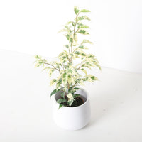 Ficus benjamina 'El Dorado' | Variegated Weeping Fig