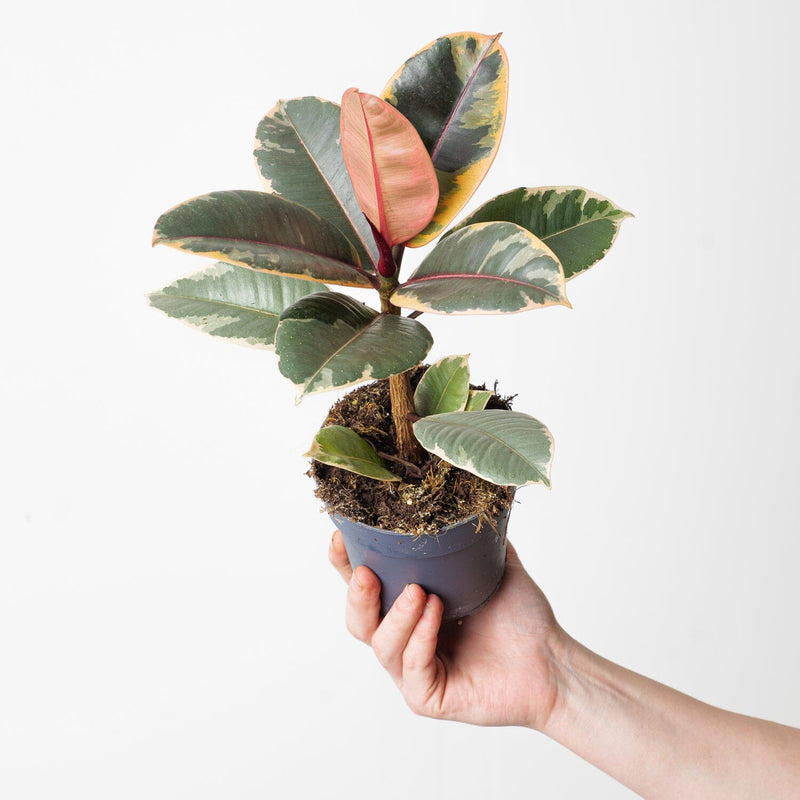 Ficus elastica 'Belize' — 11cm