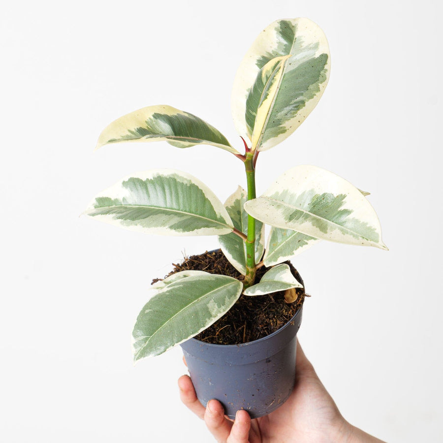 Ficus elastica 'Tineke' Plants GROW TROPICALS